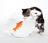 pic for Kitten vs Fish 